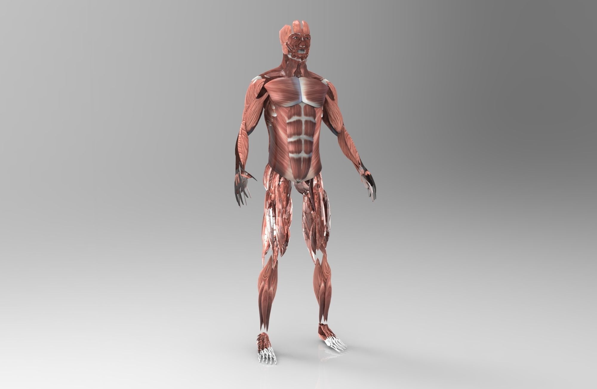 Muscular System 3D Model for 8 SEOClerks